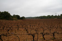 Les vignes au Plan del Rey