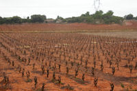 Les vignes au Plan del Rey