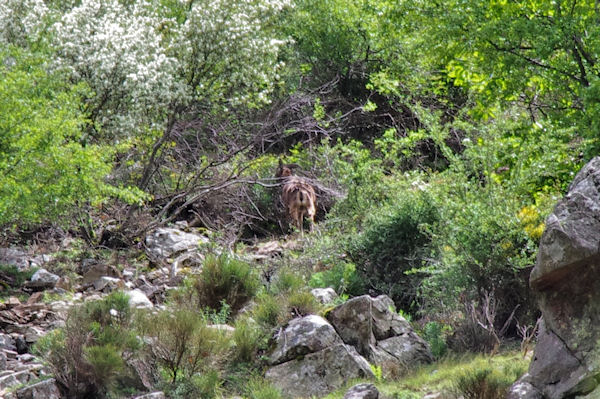 Un bouquetin sur les pentes du Roc des Coulets