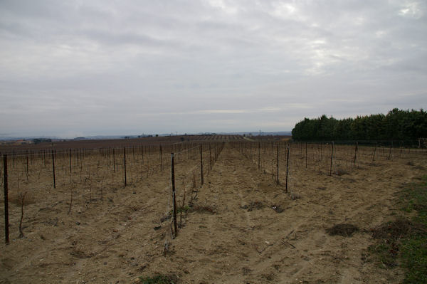 Les vignes vers Bouge Cabasse