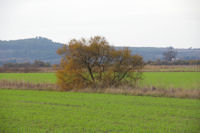 Effet de couleurs dans l'etang de Montady