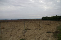 Les vignes vers Bouge Cabasse