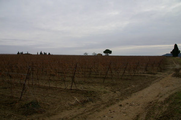 Les vignes vers La Canague