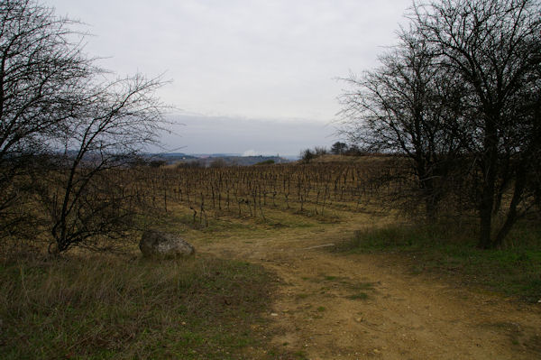 Les vignes vers Soustres, au fond, Montady