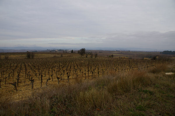 Les vignes vers Soustres