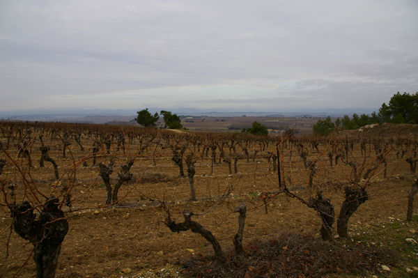 Les vignes au dessus de Soustre