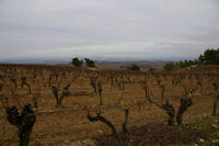 Les vignes au dessus de Soustre