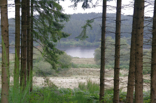 Un laquet aux Landes