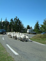 Un troupeau de moutons en estive sous le Mt Aigual