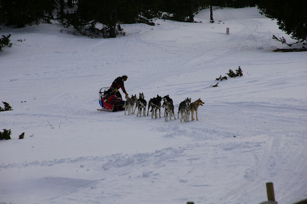 Les chiens de traineau sous la Barraca dels Claus