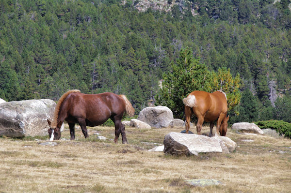 Chevaux en estive au Pla de Bones Aures