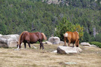 Chevaux en estive au Pla de Bones Aures