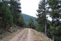 La piste forestire au Sarrat de Font Freda