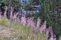 La piste forestire dans le Bois d_Eyne