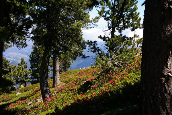 La fort de Pins et de rhododendron sous la Mener de l'Or