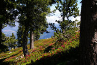 La fort de Pins et de rhododendron sous la Mener de l'Or