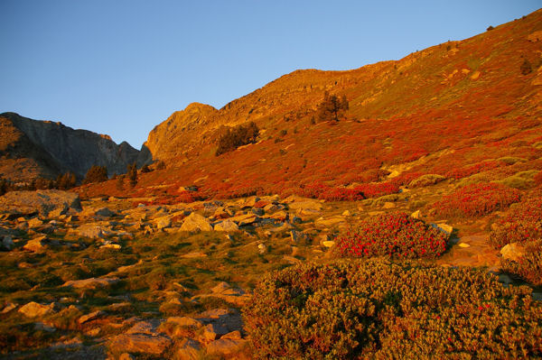 Les premiers rayons du soleil illuminent les rhododendrons en fleur