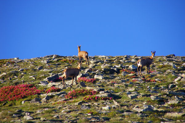 Des isards au Roc dels Isards