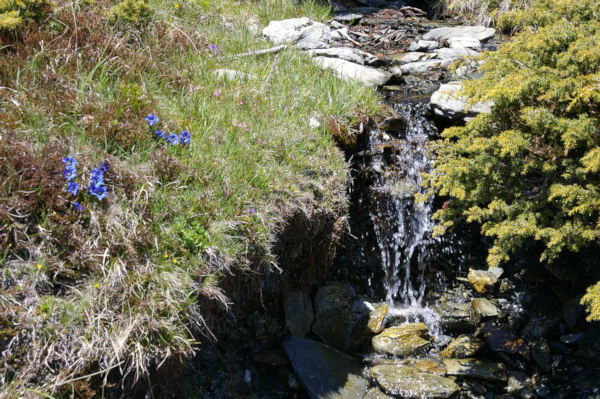 Un joli ruisseau fleuri au dessus de la valle de Cortal Rosso