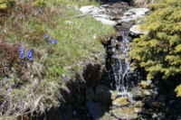 Un joli ruisseau fleuri au dessus de la vallee de Cortal Rosso