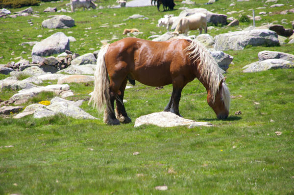 Belle bte au Col de Puymorens