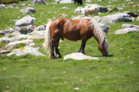 Belle bte au Col de Puymorens