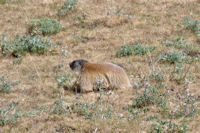 Jolie marmotte au Bac de la Culassa