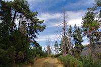 Le chemin sous la Jaceta