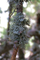 Lichen