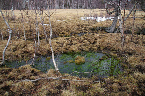 Un peu de couleur au milieu des herbes sches de l'hivers