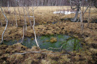 Un peu de couleur au milieu des herbes seches de l'hivers