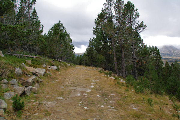 La fort domaniale de la Calma