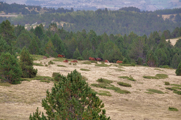 Chevaux en estive  la Sola de la Calma