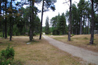 Le chemin forestier au dessus du refuge des Fornells 