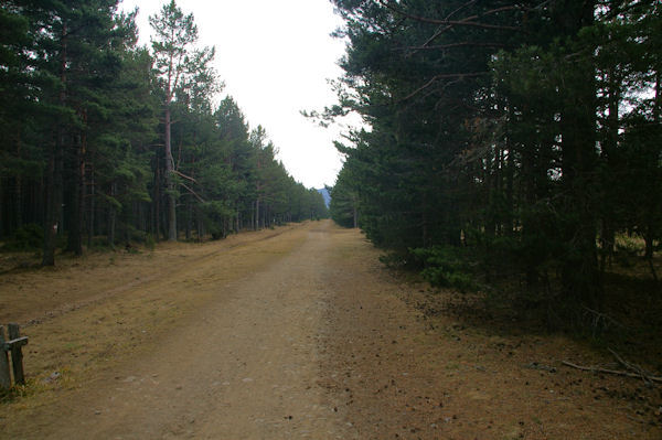 Le chemin forestier menant au Lac de Matemale