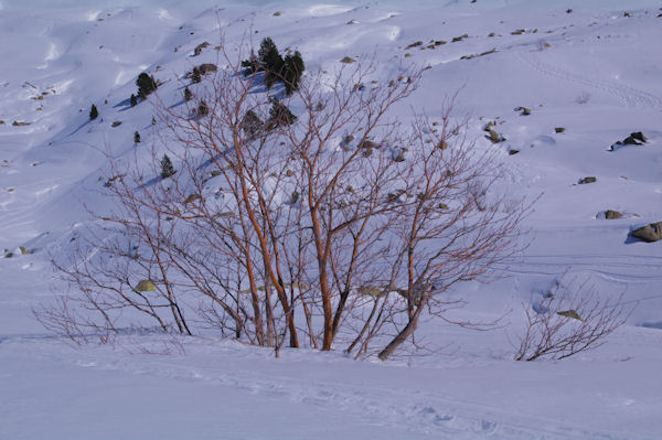 C_est l_hivers pour les feuillus!