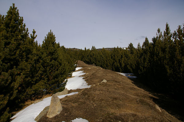 Le chemin menant au Rec de Ribals