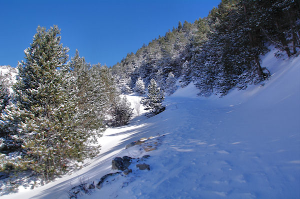 Le Bosc de Saquers, rive gauche du ruisseau de Ribals