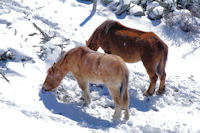 Chevaux dans la neige