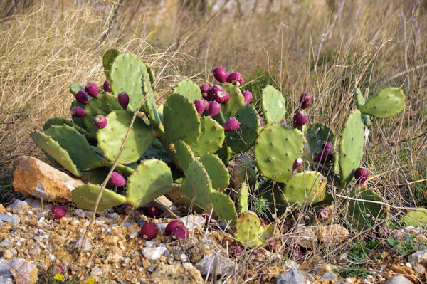 Des figues de Barbarie