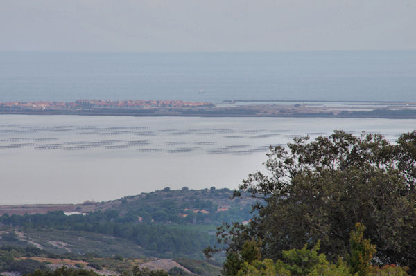 Les parcs  huitres de l_tang de Leucate