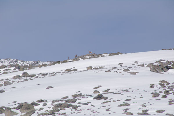 Trois isards sur les pentes du Puig de Campcardos