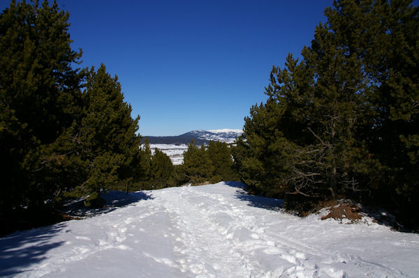 En remontant le Rec de la Figuera del Quer, au fond, le Puig de la Tossa bois