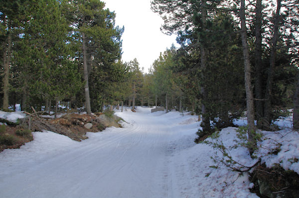 Le GR10 dans la fort de Bolqure