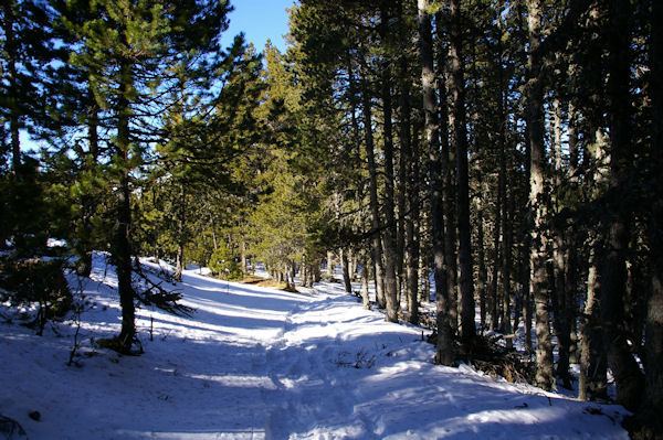 Le chemin sous le refuge pastoral de Ste Locadie