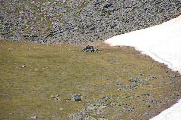 Un orris en montant au Puigmal d_Err