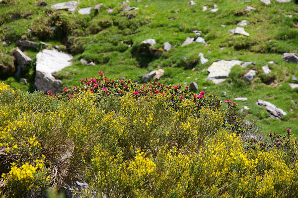 Festival couleur dans le vallon de la Ribera d_Err