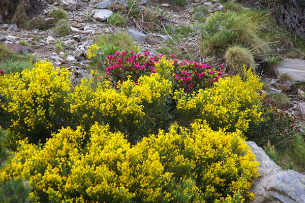 Festival couleur dans le vallon de la Ribera d_Err