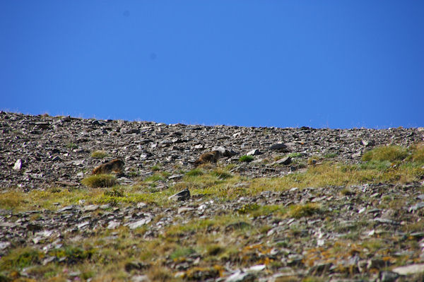 Deux marmottes en remontant vers Els Clots de Duraneu
