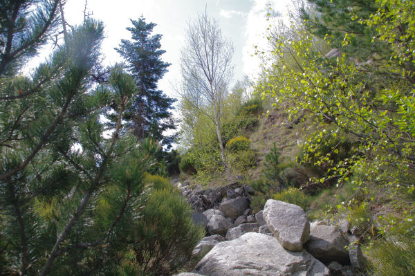 Les sentier pierreux  Serrat dels Camps